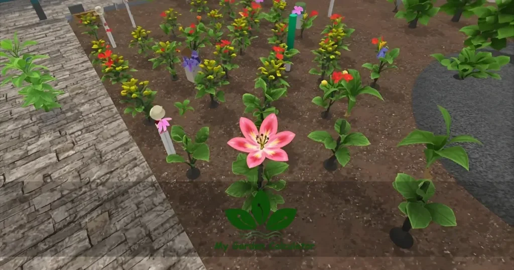 How to Actually Get Rainbow Pink Lily